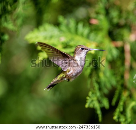 Ruby Throated Hummingbird, an in flight female hovering around looking for mosquitos to eat in the boreal forest in northern Quebec. these birds come to breed in the summer and migrate south in winter