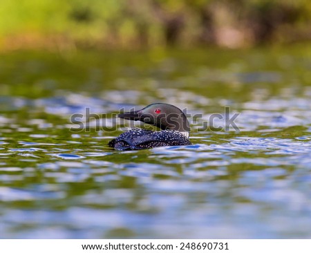 Common Loon. Swimming on a lake in Northern Quebec, these birds are usually found in pairs and are known for their distinct haunting call. This picture would make a good subject for a painting or card