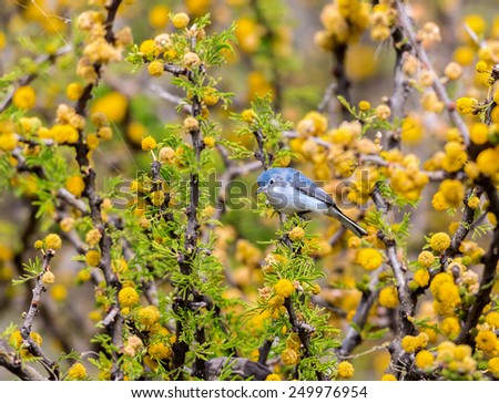 Blue Gray Gnatcatcher in a cactus and thorn bush wilderness searching for food in Mexico. the yellow and blue gray mixture makes this a stand out subject for an arts and crafts card or a painting.