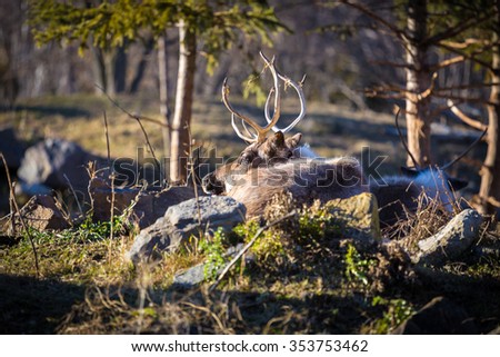 The reindeer, also known as caribou in North America, is a species of deer with circumpolar distribution, native to Arctic, Subarctic, tundra, boreal and mountainous regions of northern America.