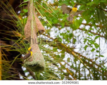 The baya weaver is a weaverbird found across the Indian Subcontinent. Flocks of these birds are found in grasslands and cultivated areas They are best known for their hanging retort shaped nests.