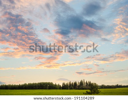 Trees in a lush green field at sunset