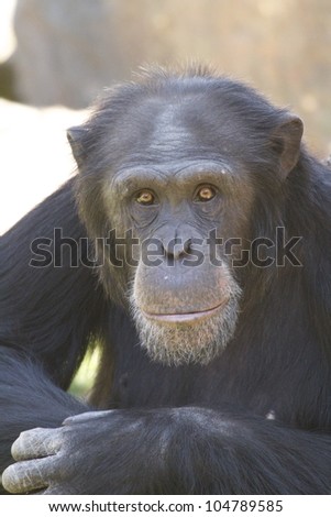 Young Chimpanzee looking directly into Camera