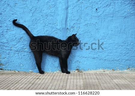 Black cat with blue wall background. Alert position.