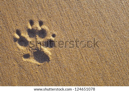 Dogs single paw print on the sand. Nature Backgrounds.