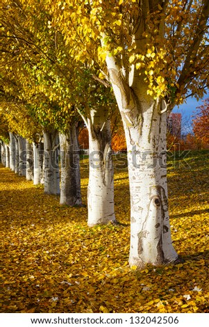 Autumn colors in the park in a row of poplars. Valladolid, Spain.