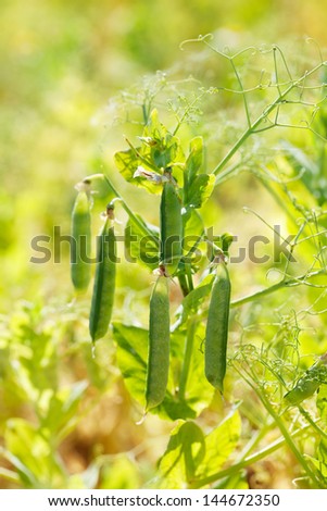Fresh pea plant ready to harvest. Macro field shot vertical.