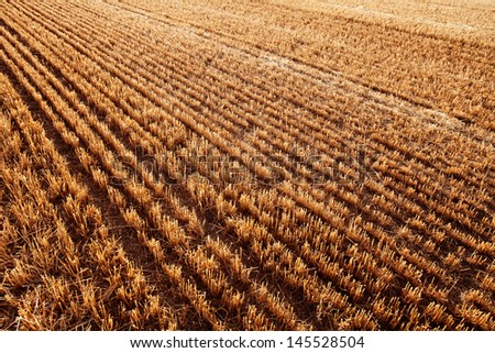 Newly harvested cereal field.  Diminishing Perspective for Backgrounds or Texture. Valladolid, Castilla y Leon, Spain