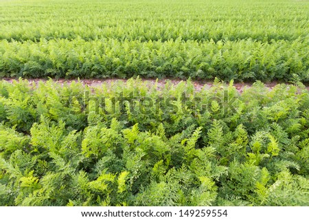 Field of young carrots plants growing. Selective focus.