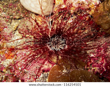 Cylinder anemone - Cerianthus membranaceus - Canary Islands Cerianthus is a genus of tube-dwelling anemones in the family Cerianthidae. They are predators, scavengers and omnivores
