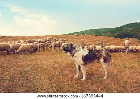 Dog watching flock of sheep