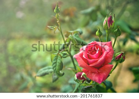 rose during sunrise
