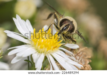 Bee Fly on a White Flower