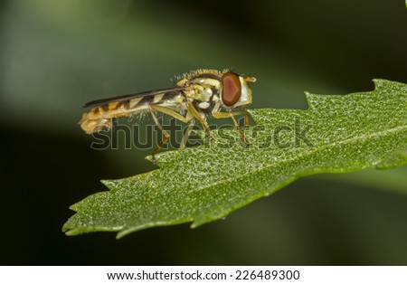 Hover Fly on a Leaf