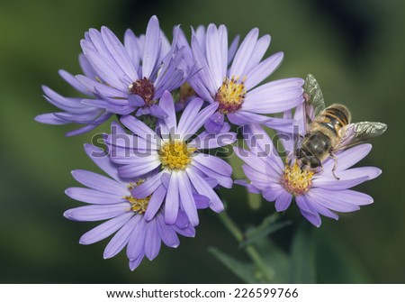 Purple Wildflowers and a Bee Fly