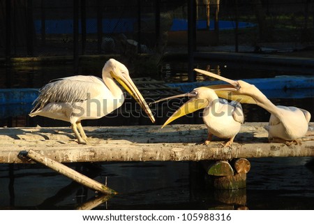 A group of great white pelican birds arguing on a bridge over water