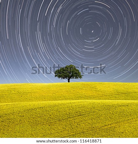 Image of a isolated tree silhouette on a yellow full of flowers hill, with a blue background at night with startrail