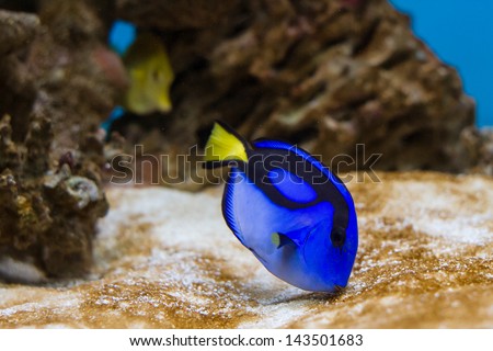 Beautiful bluea and yellow salt water aquarium fish