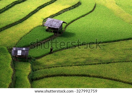 Mu cang chai, VIETNAM September 14 2015 :Farmers are going to do This is because during the harvest season. The rice yield this year Have a satisfactory yield for farmers. And grain buyers