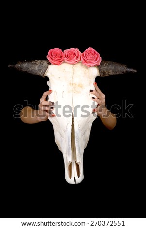cow skull with roses flowers in hands on a black background