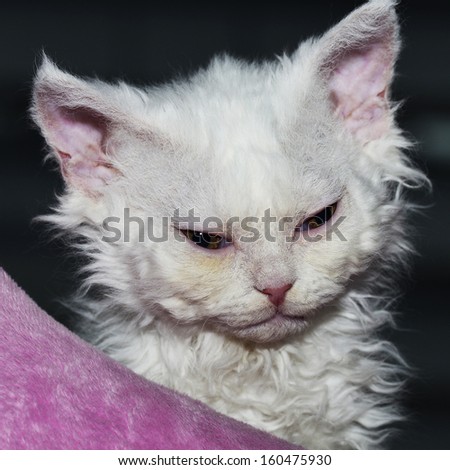 White Selkirk rex kitty on the pink and black background
