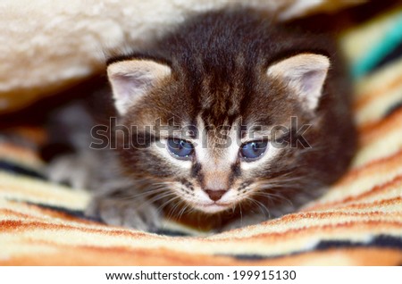 Kitty\'s hideout fleece blanket