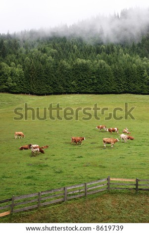 Idyllic morning with cows, fir-forest and fog