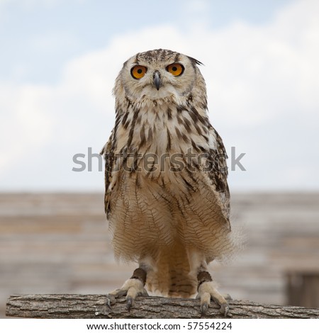 Portrait of owl standing on a log in front of blue sky