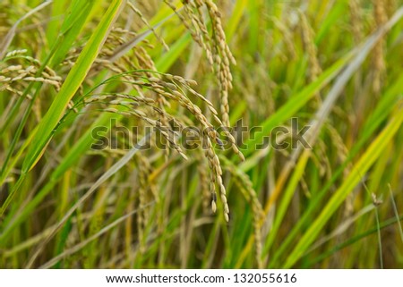 Rice in the rice fields. Awaiting harvest. Cooked rice harvest