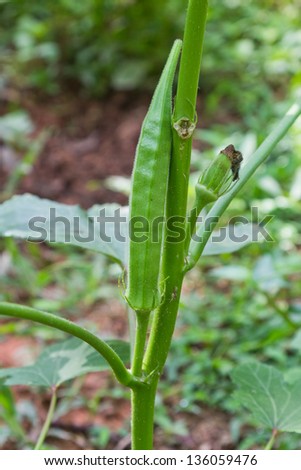 Okra Plant (Lady\'s Finger)
