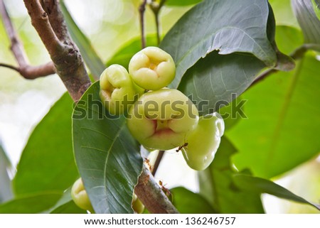 water apple, chomphu, rose apple, Malabar plum on the tree