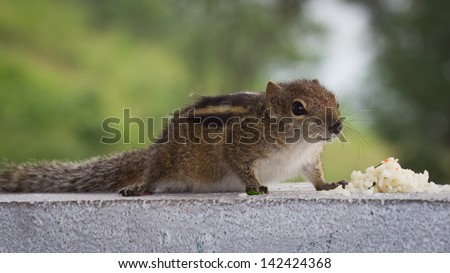 Squirrel eating rice