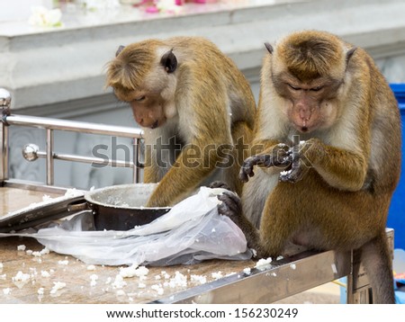 Toque macaque (Macaca sinica) eating rice at Ruwanwelisaya, Anuradhapura, Sri Lanka