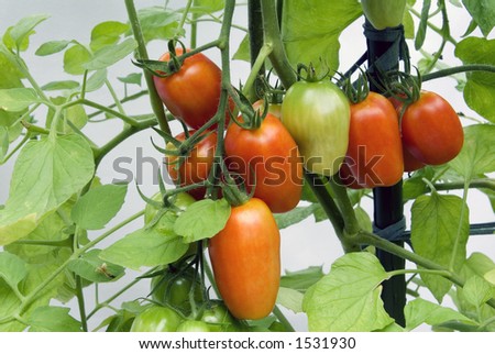 Tomatoes growing in a pot on a northern Virginia home deck/porch