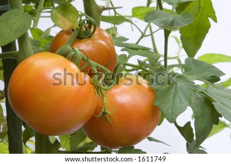 Red tomatoes growing in a pot on a home deck/porch