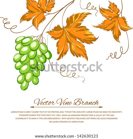 Grapes with autumn leaves around the grapes. Vector illustration.