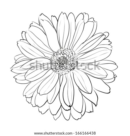 Chrysanthemum flower on white background.  illustration.