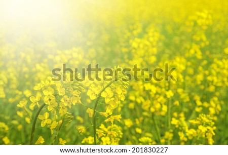 Spring field of fresh rape yellow flowers. Sunny sky. Grass background.