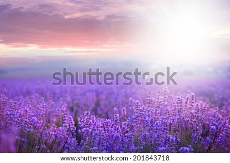 Sunset sky over a summer lavender field.