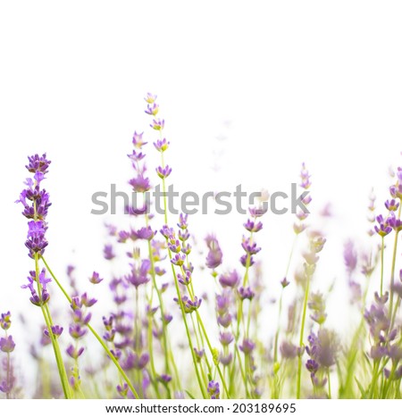 Bush of lavender on a white background.