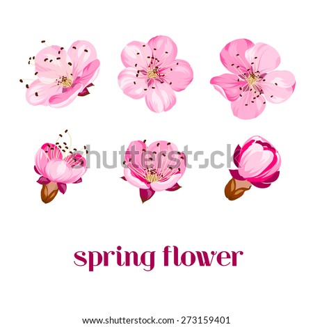 Sakura flowers. Spring background. Vector illustration.