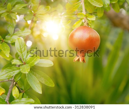 Ripe pomegranate fruit hanging on a treeRipe pomegranate fruit hanging on a tree with sunset beams on background.