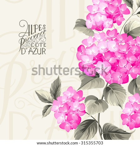 Purple flower hydrangea on calligraphic background. Mop head hydrangea flower. Vector illustration.