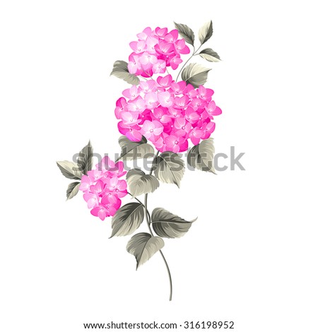 Purple flower hydrangea on white background. Mop head hydrangea flower isolated against white. Vector illustration.
