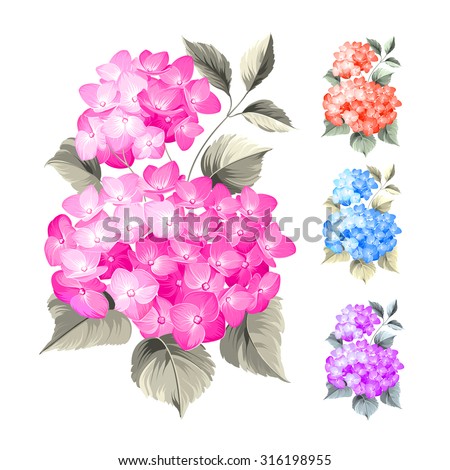 Purple flower hydrangea on white background. Mop head hydrangea flower isolated against white. Beautiful set of colored flowers.Vector illustration.