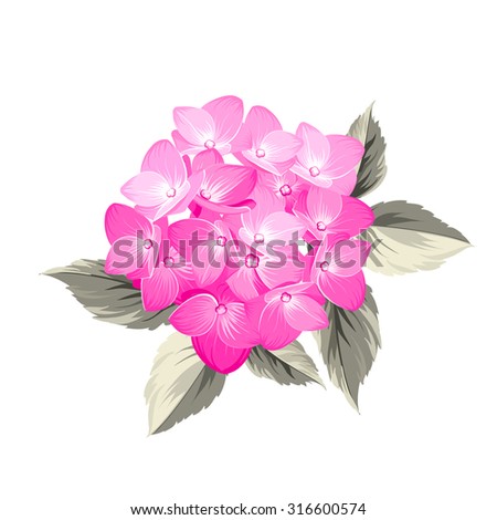 Hydrangea flower. Red realistic hydrangea. Illustration of flowers. Vintage art. Can be used for invitation card. Vector illustration.