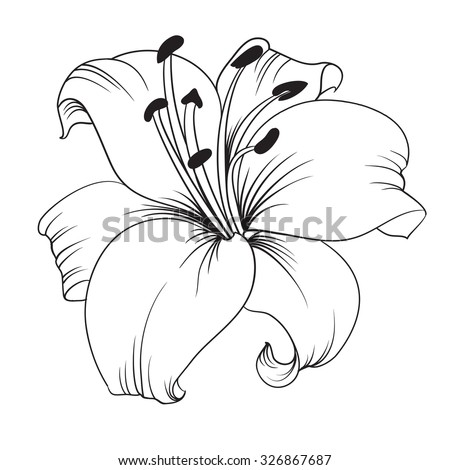 White Lily Isolated On A White Background. Card With Blooming Lily