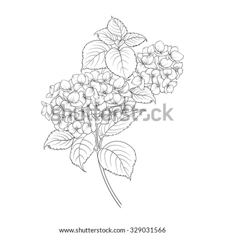 Blooming flower hydrangea on white background. Mop head hydrangea flower isolated against white. Beautiful flowers in style of engraving. Vector illustration.