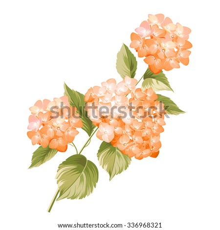 Hortensia flower. Red realistic hydrangea. Illustration of flowers. Vintage art. Can be used for invitation card. Vector illustration.
