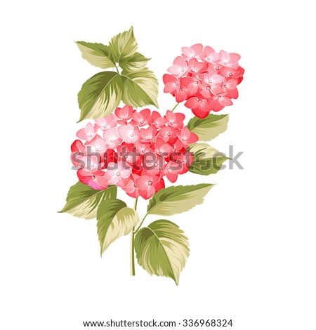 Hortensia flower. Red realistic hydrangea. Illustration of flowers. Vintage art. Can be used for invitation card. Vector illustration.